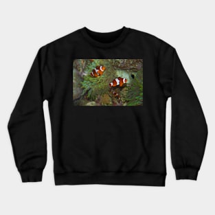 Canada. Vancouver, BC. Aquarium. Clown fish. Crewneck Sweatshirt